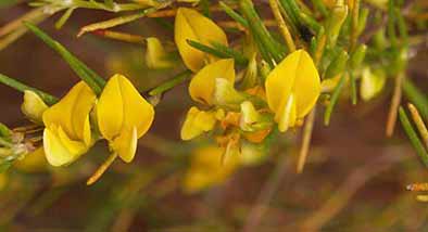 TÉ ROOIBOS TÉ ROOIBOS