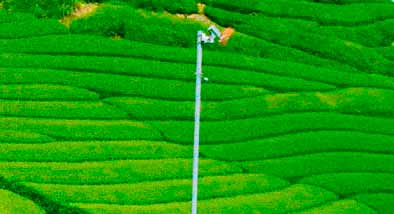 Razones para consumir tés ecológicos Razones para consumir tés ecológicos