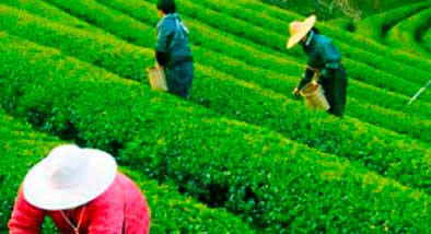 Nuestro sello de certificación de nuestro té ecológico Nuestro sello de certificación de nuestro té ecológico