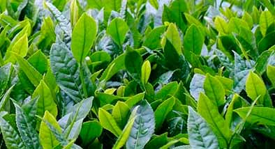 Diferencias entre tés ecológicos y naturales Diferencias entre tés ecológicos y naturales