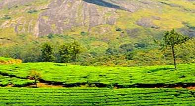 Tipos de té ecológico Tipos de té ecológico