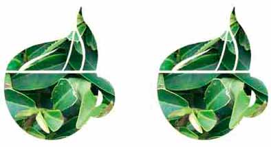 PROPIEDADES DEL TE VERDE Y SUS BENEFICIOS PROPIEDADES DEL TE VERDE Y SUS BENEFICIOS