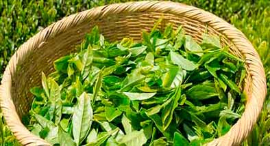 USOS MEDICINALES DEL TÉ VERDE USOS MEDICINALES DEL TÉ VERDE