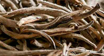 ¿QUÉ ES EL TÉ BLANCO? ¿QUÉ ES EL TÉ BLANCO?