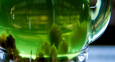 ¿CUÁLES SON LAS MEJORES INFUSIONES PARA ADELGAZAR?  ¿CUÁLES SON LAS MEJORES INFUSIONES PARA ADELGAZAR?