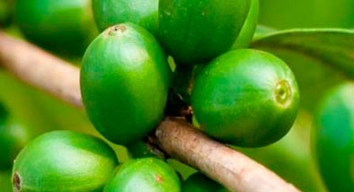 ¿QUÉ ES EL CAFÉ VERDE? ¿QUÉ ES EL CAFÉ VERDE?