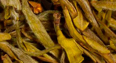 ¿CUÁNDO SE TOMA EL TÉ AMARILLO? ¿CUÁNDO SE TOMA EL TÉ AMARILLO?